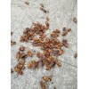 龍巖除甲殼蟲(chóng) 風(fēng)里雨里，我在四害消殺等你
