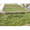 【推薦】龍頭機械爆款蔬菜烘干設備_大棗烘干機廠家