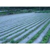 苫蓋膜廠家_專業(yè)的蔬菜大棚膜供應(yīng)商推薦
