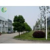 廠區(qū)綠化值得信賴(lài) 廠區(qū)綠化廠家