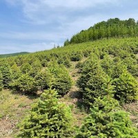 出售:青扦云杉1.5米—2米，30*30定值杯苗，數(shù)據(jù)1萬(wàn)棵